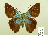  ( - HESP-EB 00 791)  @14 [ ] Copyright (2010) Unspecified Research Collection of Ernst Brockmann