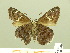  ( - HESP-EB 00 809)  @12 [ ] Copyright (2010) Unspecified Research Collection of Ernst Brockmann