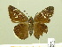  (Cogia hippalus hiska - HESP-EB 00 809)  @13 [ ] Copyright (2010) Unspecified Research Collection of Ernst Brockmann