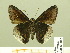  ( - HESP-EB 00 816)  @14 [ ] Copyright (2010) Unspecified Research Collection of Ernst Brockmann