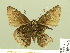  ( - HESP-EB 00 826)  @13 [ ] Copyright (2010) Unspecified Research Collection of Ernst Brockmann