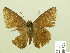  ( - HESP-EB 00 826)  @13 [ ] Copyright (2010) Unspecified Research Collection of Ernst Brockmann