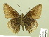  ( - HESP-EB 00 834)  @14 [ ] Copyright (2010) Unspecified Research Collection of Ernst Brockmann