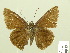  ( - HESP-EB 00 834)  @14 [ ] Copyright (2010) Unspecified Research Collection of Ernst Brockmann