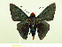  (Passova polemon - HESP-EB 00 038)  @14 [ ] Copyright (2010) Unspecified Research Collection of Ernst Brockmann