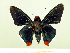  (Passova passova - HESP-EB 00 053)  @14 [ ] Copyright (2010) Unspecified Research Collection of Ernst Brockmann