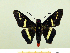  (Sarbia antias - HESP-EB 00 060)  @14 [ ] Copyright (2010) Unspecified Research Collection of Ernst Brockmann