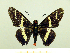 ( - HESP-EB 00 061)  @13 [ ] Copyright (2010) Unspecified Research Collection of Ernst Brockmann
