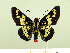  ( - HESP-EB 00 083)  @13 [ ] Copyright (2010) Unspecified Research Collection of Ernst Brockmann