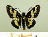  ( - HESP-EB 00 085)  @13 [ ] Copyright (2010) Unspecified Research Collection of Ernst Brockmann