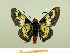  ( - HESP-EB 00 085)  @13 [ ] Copyright (2010) Unspecified Research Collection of Ernst Brockmann