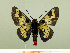  ( - HESP-EB 00 086)  @13 [ ] Copyright (2010) Unspecified Research Collection of Ernst Brockmann