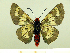  ( - HESP-EB 00 087)  @14 [ ] Copyright (2010) Unspecified Research Collection of Ernst Brockmann