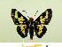  ( - HESP-EB 00 088)  @13 [ ] Copyright (2010) Unspecified Research Collection of Ernst Brockmann