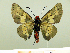 ( - HESP-EB 00 089)  @13 [ ] Copyright (2010) Unspecified Research Collection of Ernst Brockmann