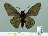  ( - HESP-EB 01 004)  @13 [ ] Copyright (2010) Unspecified Research Collection of Ernst Brockmann