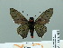  ( - HESP-EB 01 005)  @13 [ ] Copyright (2010) Unspecified Research Collection of Ernst Brockmann