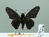  (Mysarbia - HESP-EB 01 005)  @14 [ ] Copyright (2010) Unspecified Research Collection of Ernst Brockmann