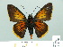  ( - HESP-EB 01 006)  @14 [ ] Copyright (2010) Unspecified Research Collection of Ernst Brockmann