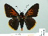  ( - HESP-EB 01 006)  @14 [ ] Copyright (2010) Unspecified Research Collection of Ernst Brockmann