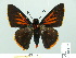  ( - HESP-EB 01 007)  @14 [ ] Copyright (2010) Unspecified Research Collection of Ernst Brockmann