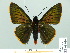 ( - HESP-EB 01 010)  @14 [ ] Copyright (2010) Unspecified Research Collection of Ernst Brockmann