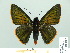  ( - HESP-EB 01 012)  @14 [ ] Copyright (2010) Unspecified Research Collection of Ernst Brockmann