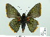  ( - HESP-EB 01 013)  @13 [ ] Copyright (2010) Unspecified Research Collection of Ernst Brockmann