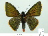  ( - HESP-EB 01 014)  @14 [ ] Copyright (2010) Unspecified Research Collection of Ernst Brockmann
