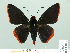  (Pyrrhopyge phylleia - HESP-EB 01 018)  @14 [ ] Copyright (2010) Unspecified Research Collection of Ernst Brockmann