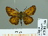  (Thymelicus leonina - HESP-EB 01 126)  @14 [ ] Copyright (2010) Unspecified Research Collection of Ernst Brockmann