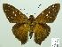  ( - HESP-EB 01 139)  @14 [ ] Copyright (2010) Unspecified Research Collection of Ernst Brockmann