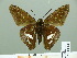  ( - HESP-EB 01 141)  @14 [ ] Copyright (2010) Unspecified Research Collection of Ernst Brockmann