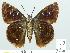  ( - HESP-EB 01 154)  @11 [ ] Copyright (2010) Unspecified Research Collection of Ernst Brockmann