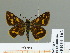  (Taractrocera ceramas - HESP-EB 01 162)  @14 [ ] Copyright (2010) Unspecified Research Collection of Ernst Brockmann