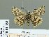  ( - HESP-EB 01 168)  @14 [ ] Copyright (2010) Unspecified Research Collection of Ernst Brockmann