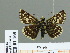  ( - HESP-EB 01 168)  @14 [ ] Copyright (2010) Unspecified Research Collection of Ernst Brockmann