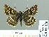  ( - HESP-EB 01 178)  @14 [ ] Copyright (2010) Unspecified Research Collection of Ernst Brockmann