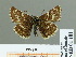  ( - HESP-EB 01 181)  @14 [ ] Copyright (2010) Unspecified Research Collection of Ernst Brockmann