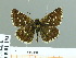  ( - HESP-EB 01 183)  @14 [ ] Copyright (2010) Unspecified Research Collection of Ernst Brockmann