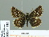  ( - HESP-EB 01 184)  @14 [ ] Copyright (2010) Unspecified Research Collection of Ernst Brockmann