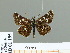  (Carterocephalus gemmatus - HESP-EB 01 195)  @14 [ ] Copyright (2010) Unspecified Research Collection of Ernst Brockmann