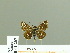  (Spialia mafa - HESP-EB 01 207)  @14 [ ] Copyright (2010) Unspecified Research Collection of Ernst Brockmann