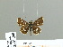  ( - HESP-EB 01 208)  @13 [ ] Copyright (2010) Unspecified Research Collection of Ernst Brockmann