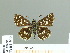  (Spialia spio - HESP-EB 01 209)  @14 [ ] Copyright (2010) Unspecified Research Collection of Ernst Brockmann