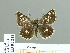  ( - HESP-EB 01 212)  @14 [ ] Copyright (2010) Unspecified Research Collection of Ernst Brockmann