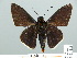  ( - HESP-EB 01 225)  @11 [ ] Copyright (2010) Unspecified Research Collection of Ernst Brockmann