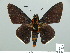 ( - HESP-EB 01 225)  @11 [ ] Copyright (2010) Unspecified Research Collection of Ernst Brockmann
