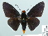  ( - HESP-EB 01 238)  @14 [ ] Copyright (2010) Unspecified Research Collection of Ernst Brockmann