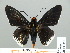  ( - HESP-EB 01 252)  @14 [ ] Copyright (2010) Unspecified Research Collection of Ernst Brockmann